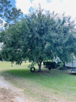 Beautiful tree on left side of home