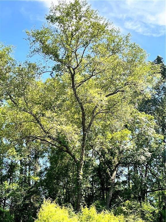 LARGE HARDWOOD AND BIG PINES