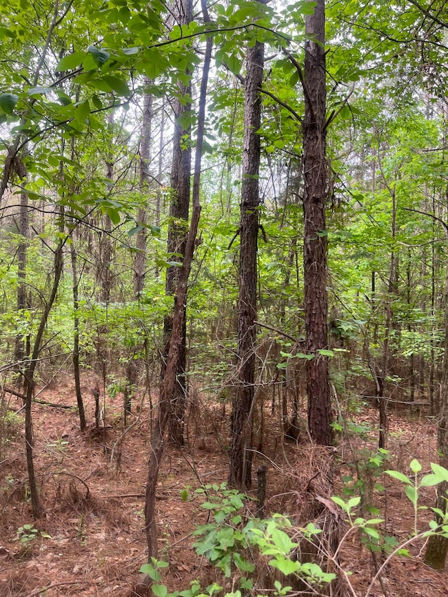 View of tree filled area