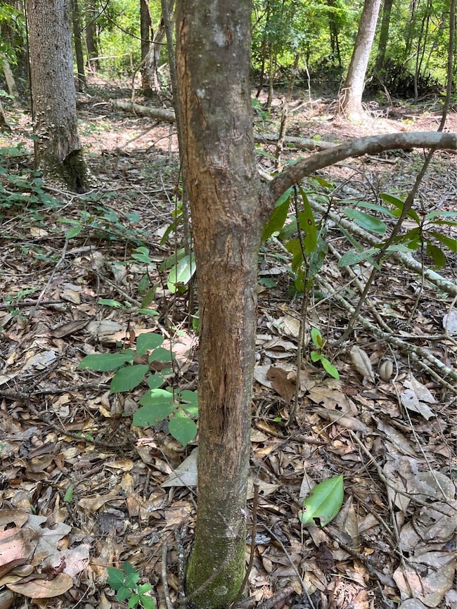 Hwy 1058 unit LotWP003, Kentwood, LA 70444 - photo 5