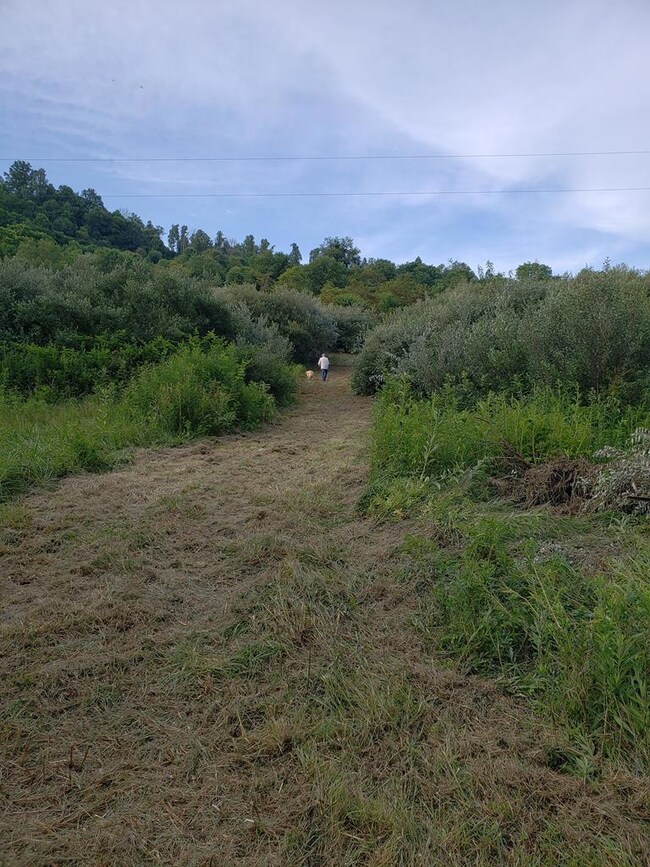Path cut from road to creek