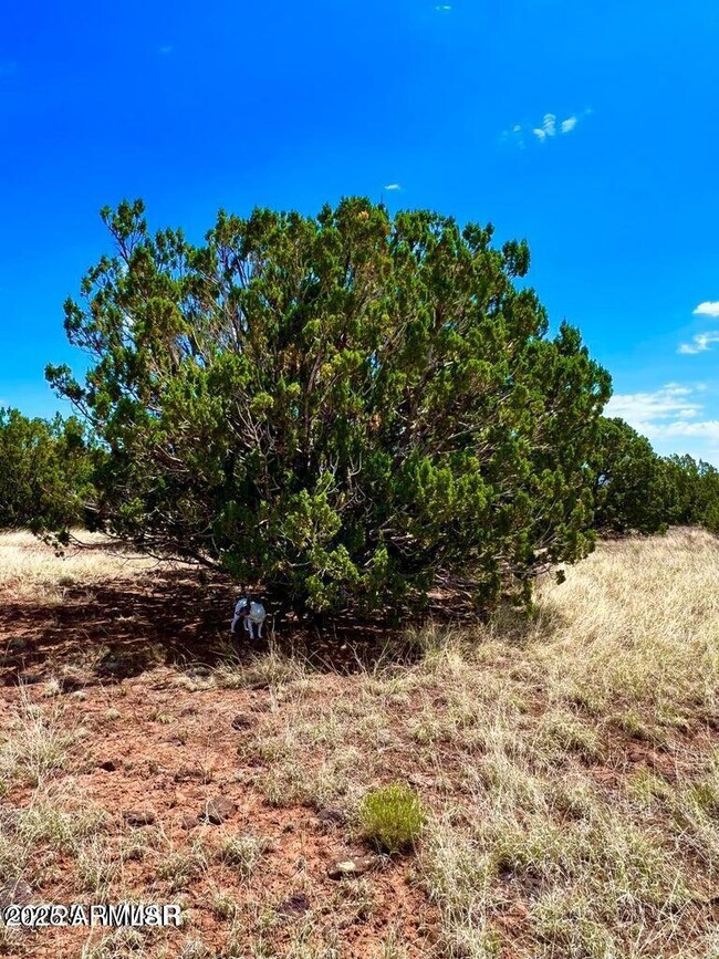 85 Co Rd 8070 --, Concho, AZ 85924 - photo 6