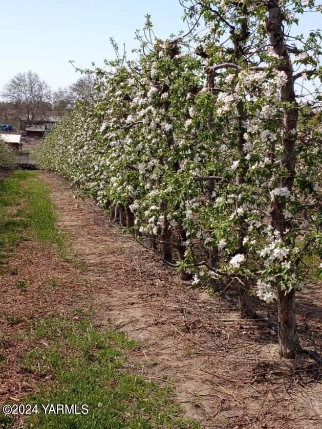 4851 Lombard Loop Rd, Zillah, WA 98953 - photo 6