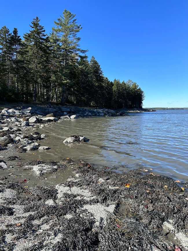Shoreline vie of cove mid-low tide