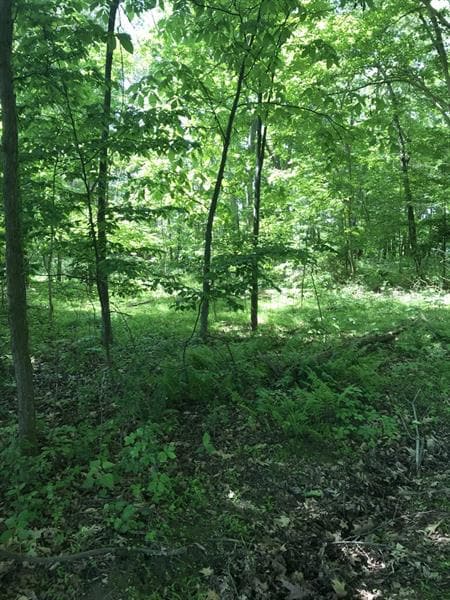 Land