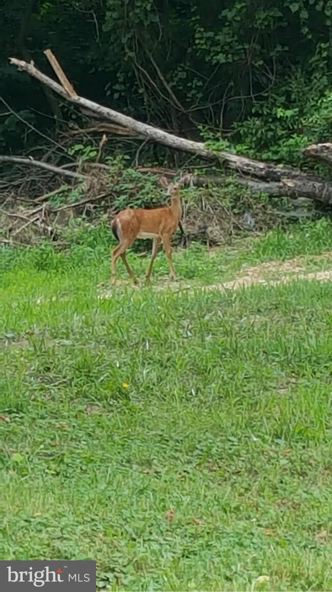 2210 Back Rd, Sharpsburg, MD 21782 - photo 2