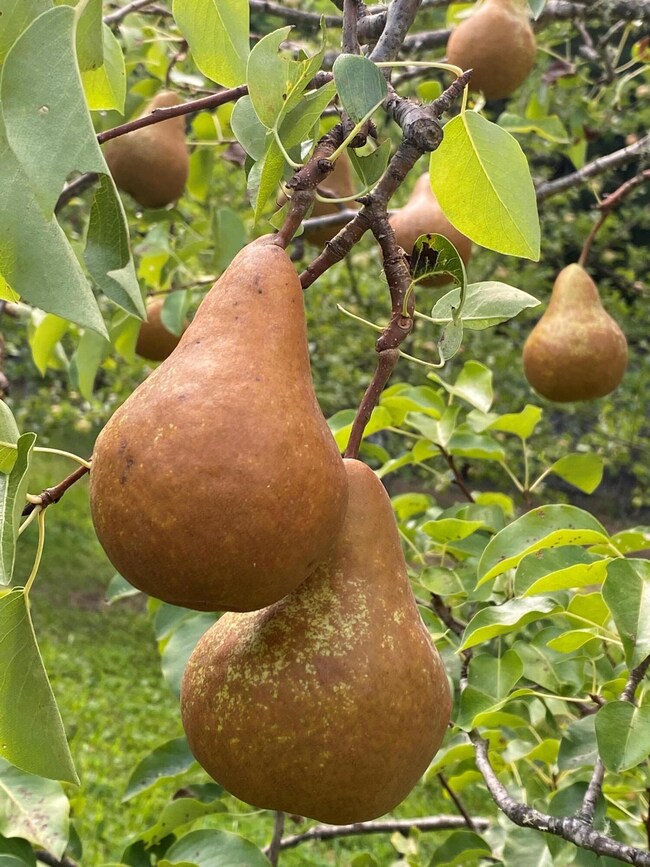 Organic Pears are so sweet