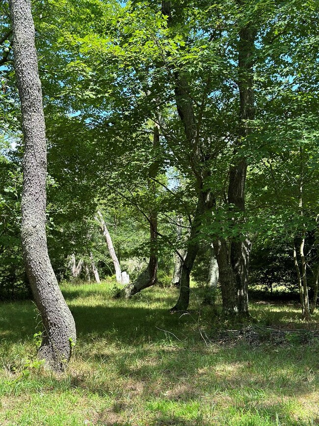 wooded view north from homesite