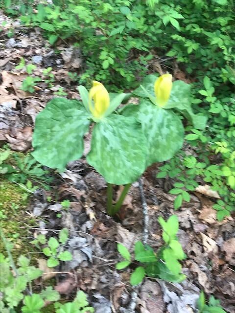 Trillium