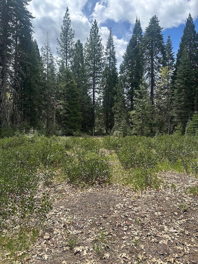 0 Widow Springs Dr, McCloud, CA 96057 - photo 5