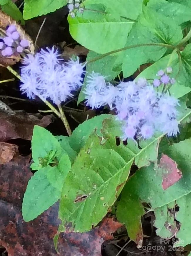 00 Toney Rd, Bostic, NC 28018 - photo 5