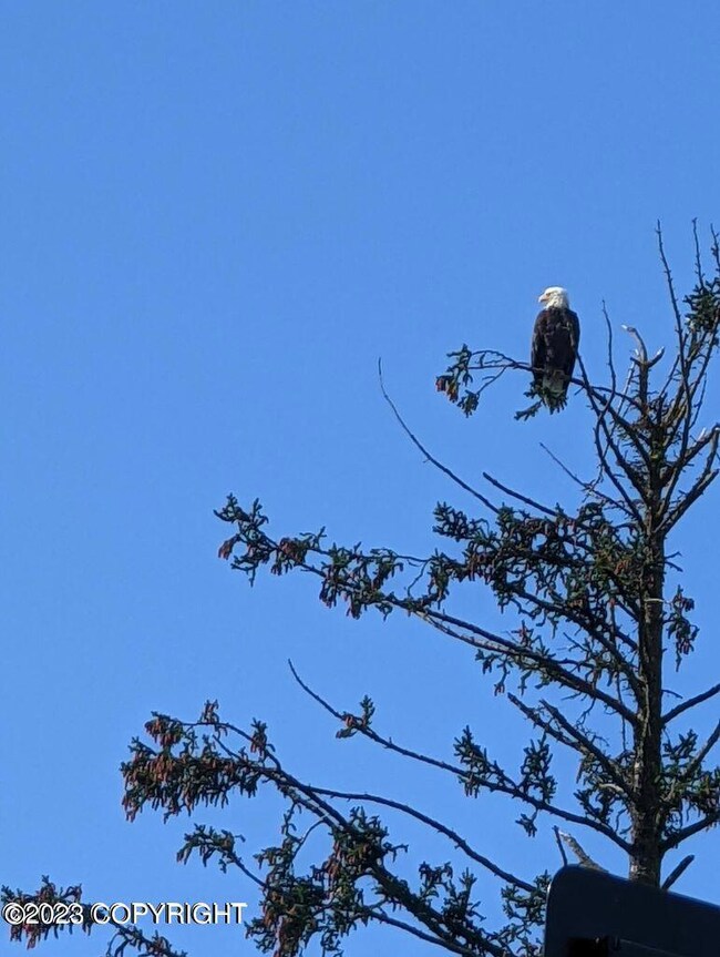 32680 Regal St, Anchor Point, AK 99556 - photo 5