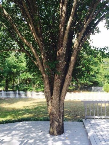 305 Forest Pine Ct, Macon, GA 31216 - photo 6