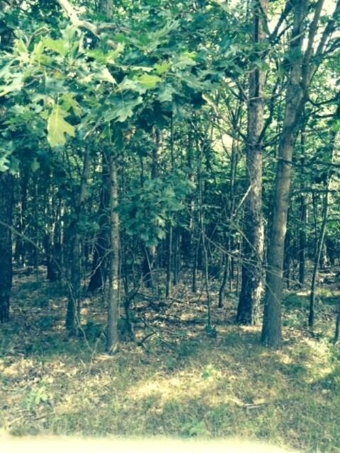 photo 3 (1)