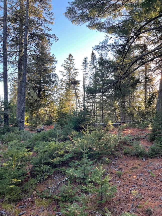 0 Juniper Ledge Rd unit 1646699, Bar Harbor, ME 04609 - photo 6