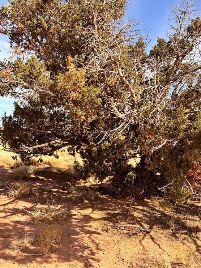 8581 Lawson Ln, Snowflake, AZ 85937 - photo 5