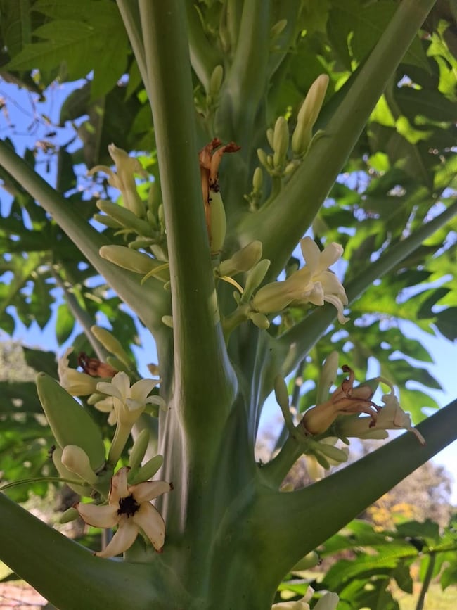 17230 NW 264th St, Okeechobee, FL 34972 - photo 3