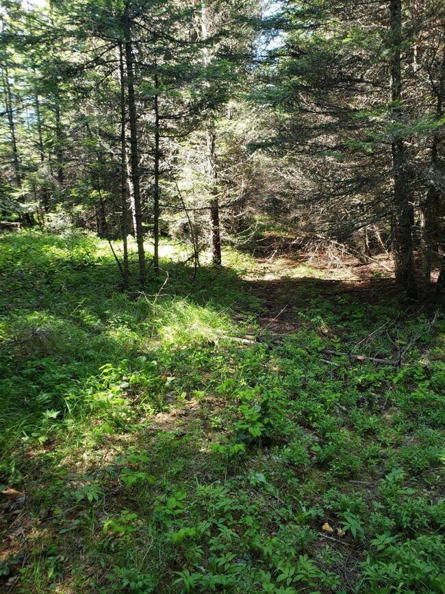 209 & 213 Sherman Ln, Bigfork, MT 59911 - photo 6