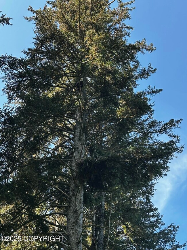 Eagles Nest