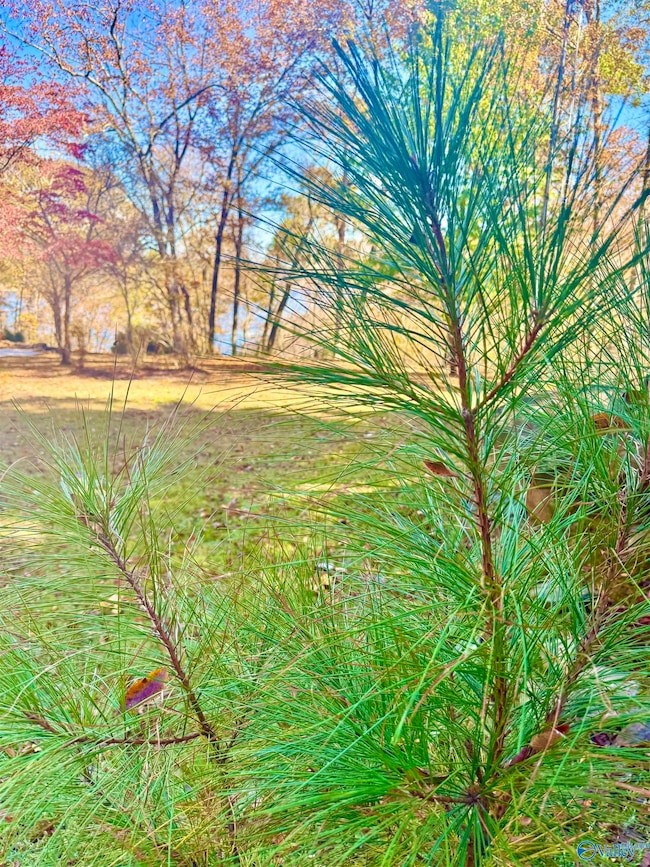 .71 Acres County Road 129, Bremen, AL 35033 - photo 2