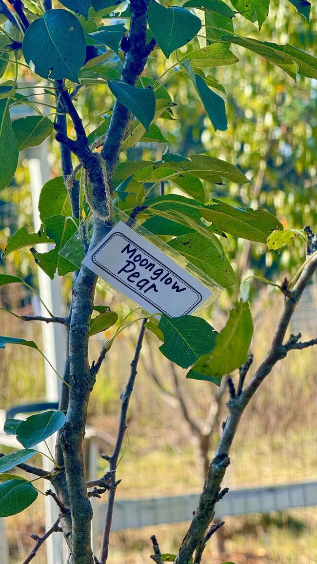 Moo glow Pear Tree