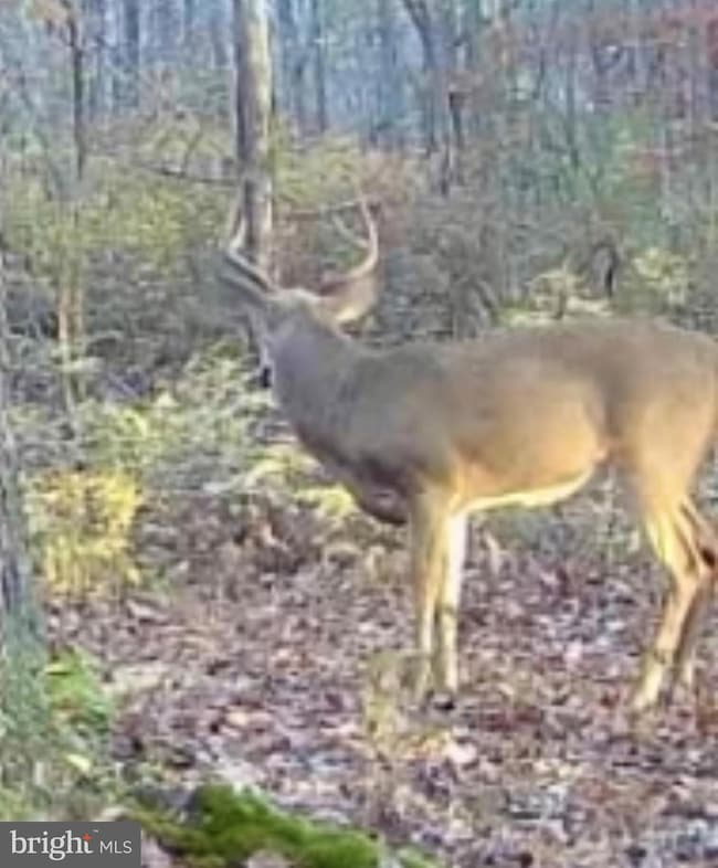 Sika, Whitetail & Tu Church Creek Rd, Cambridge, MD 21613 - photo 5