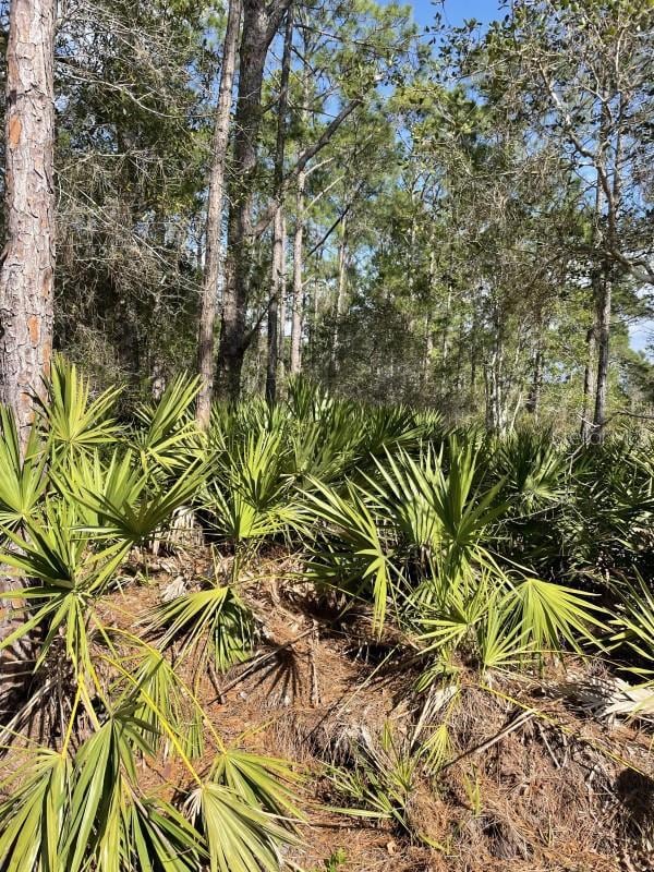 32 Fyfe Ave, Debary, FL 32713 - photo 2