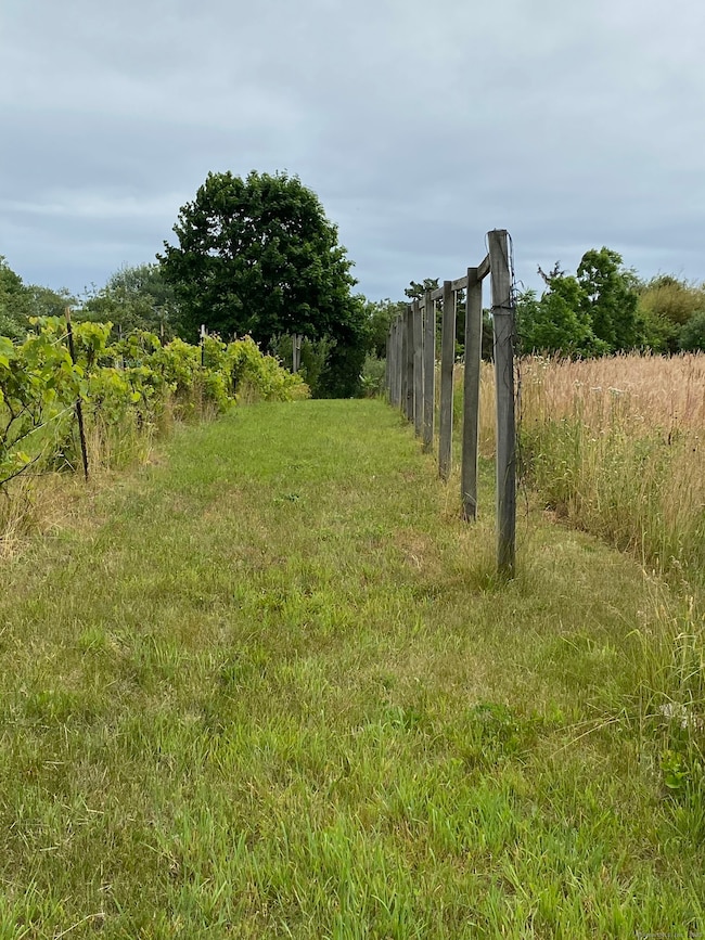 Vineyard view