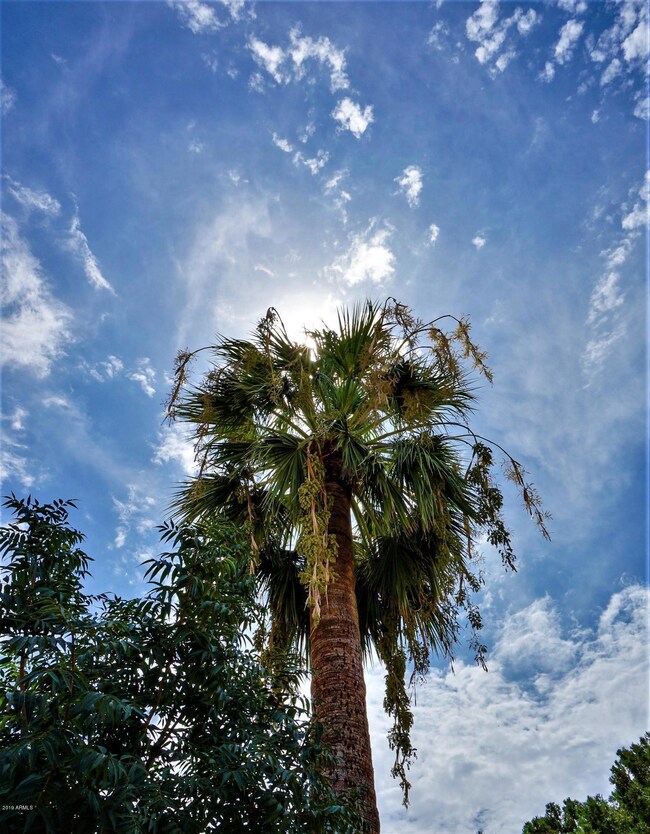 327 McKinley_Palm tree