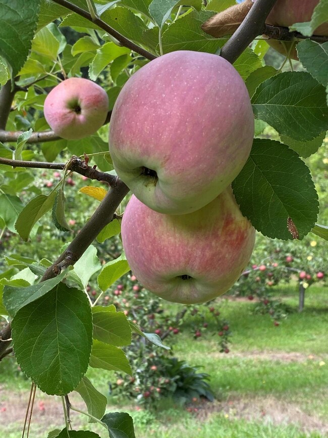 An Apple Dessert
