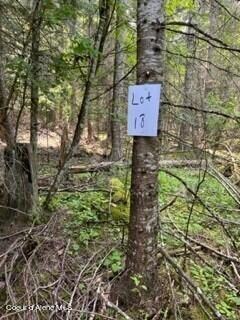 lot 18 Dolly Varden 1