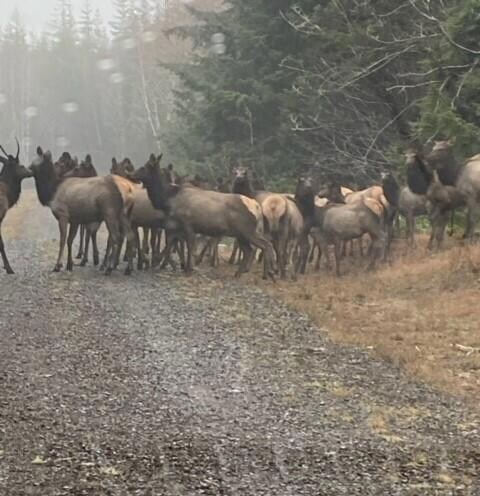 Butterfly Lane Road Block