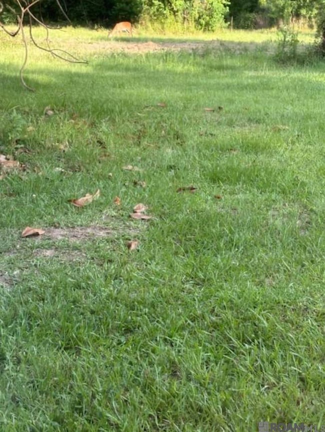 TBD La Hwy 22, Springfield, LA 70462 - photo 3