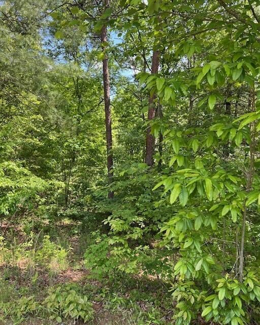 View of local wilderness