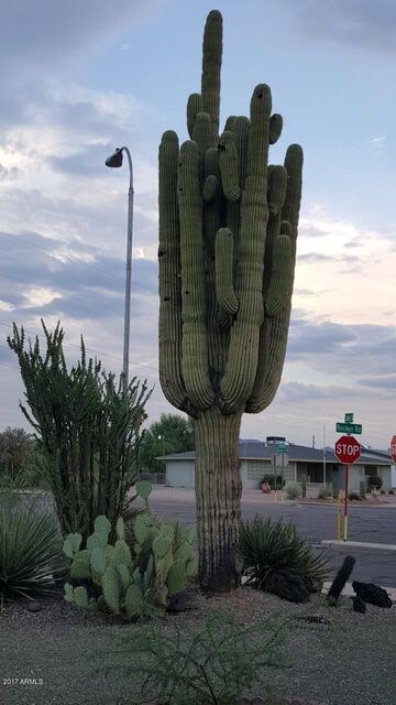 big saguaro