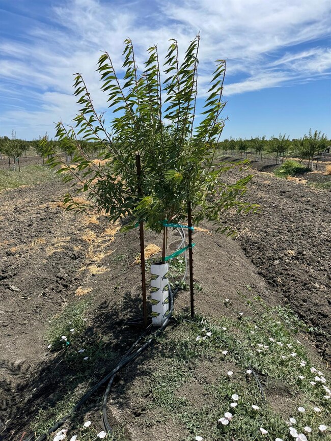 0 Clarksburg Rd unit 224125877, Clarksburg, CA 95612 - photo 2