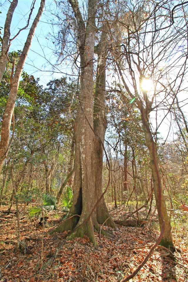 0 Harley Davidson Ln unit 289898, Crawfordville, FL 32327 - photo 3