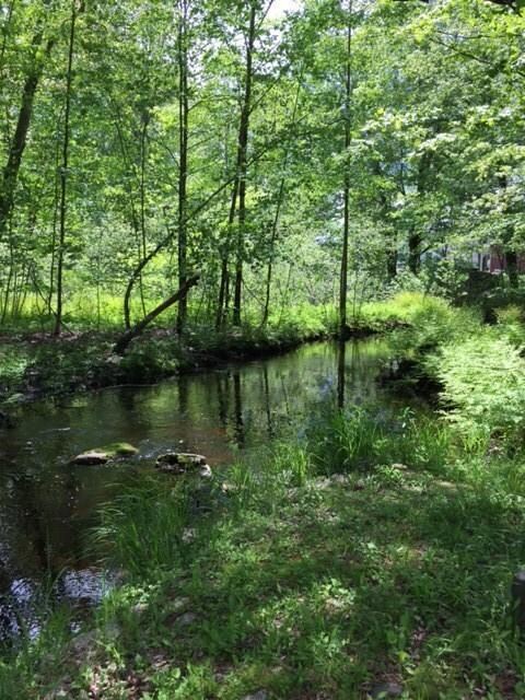 Brook in back yard