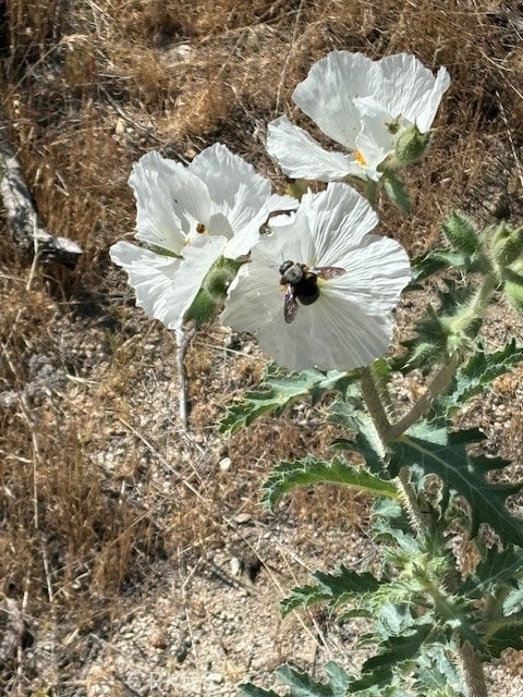 0 Ida Ave unit IV25085287, Cabazon, CA 92230 - photo 2