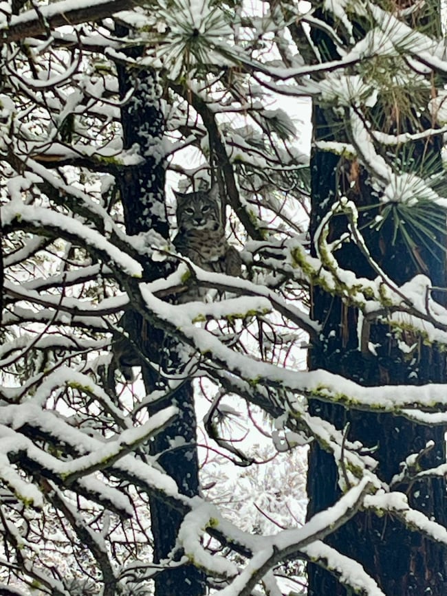 52960 Cummings Creek Rd, Mount Vernon, OR 97865 - photo 3