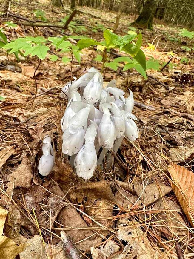 V/L Sloptown Rd, Beaver Island, MI 49782 - photo 6