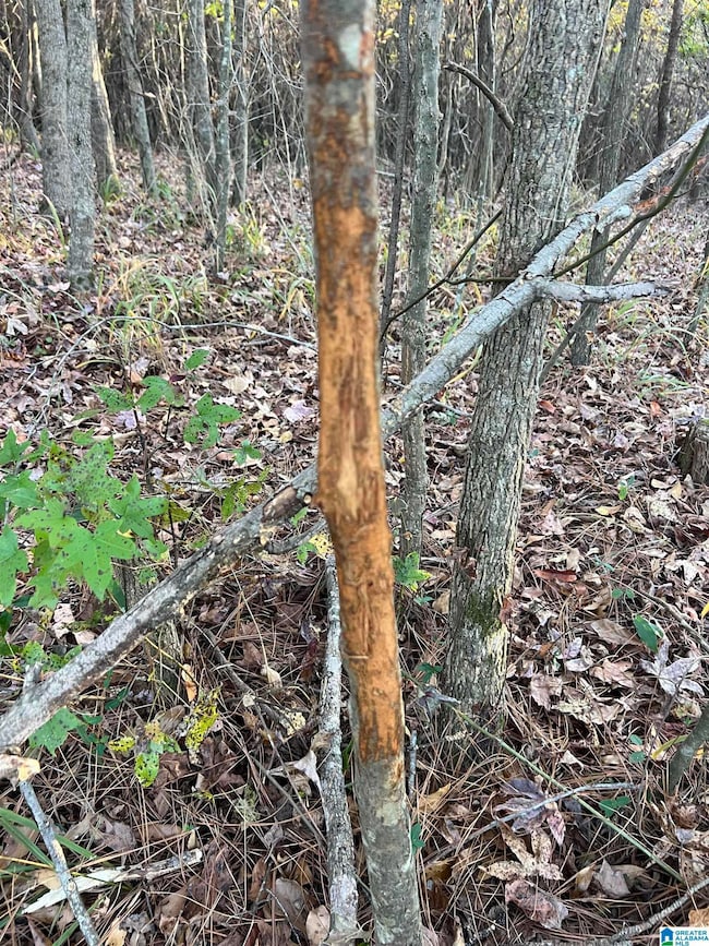 11 Acres Risers Mill Rd, Alpine, AL 35014 - photo 5