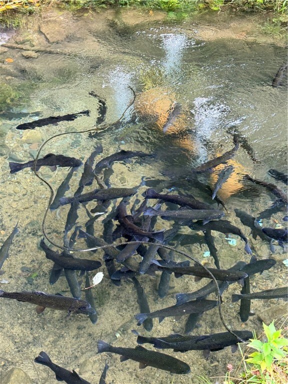 Trout pond