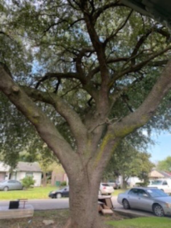 9909 Whitehead St, Houston, TX 77088 - photo 2