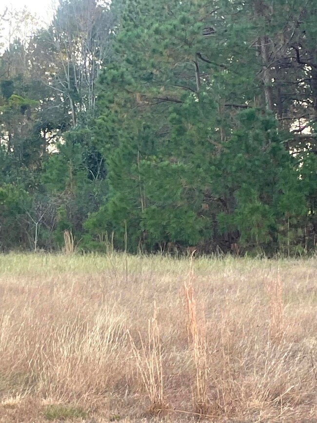 Tree line on western side