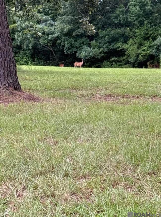 TBD La Hwy 22, Springfield, LA 70462 - photo 4