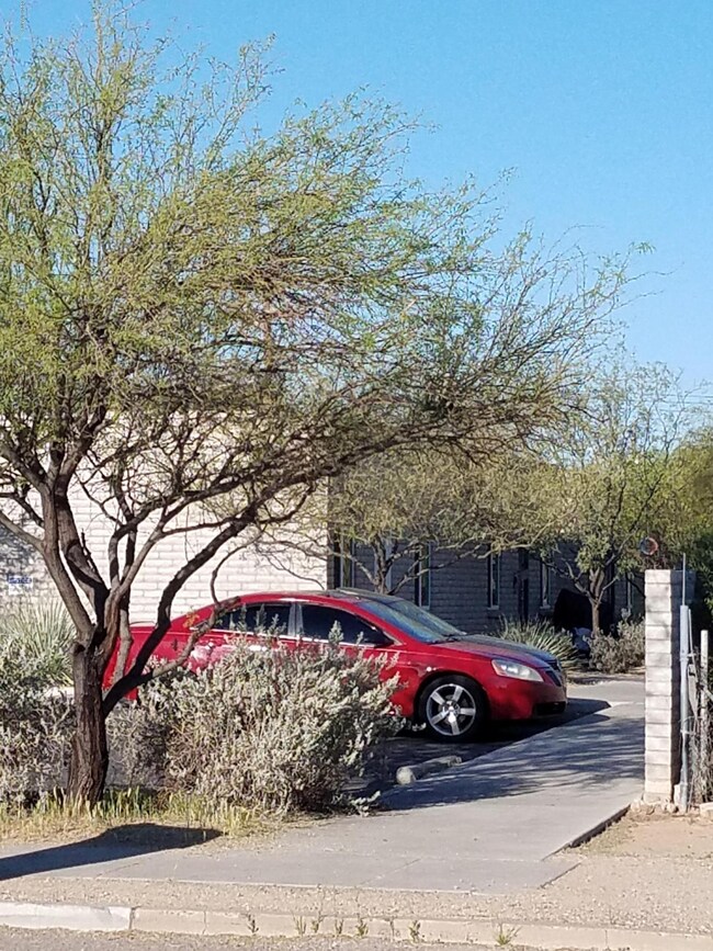 Mature Tree