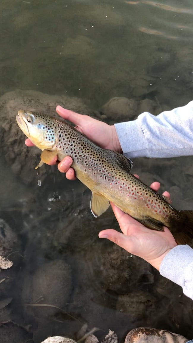 1459 New Mexico 173, Navajo Dam, NM 87419 - photo 4