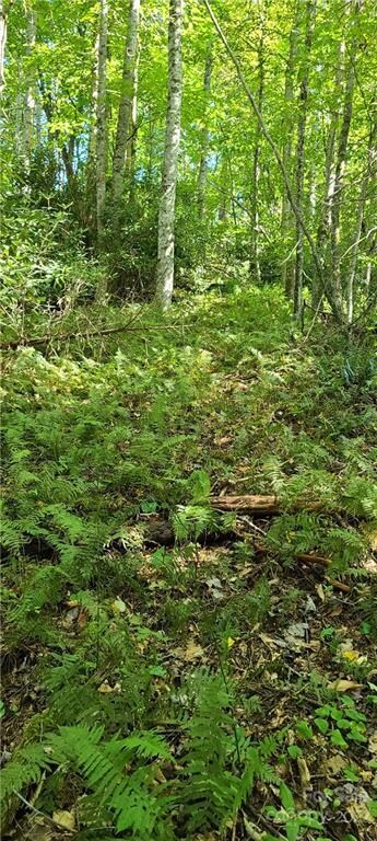 Wild Game Trails Galore