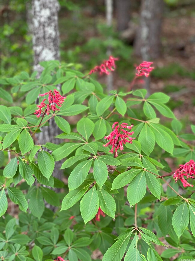 0 Stoney Point Rd, Heber Springs, AR 72543 - photo 2